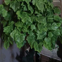 درختچه انگور