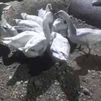 غازچاق چله