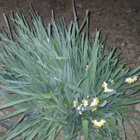 پیازچه گل نرگس|گل و گیاه طبیعی|گنبد کاووس, |دیوار