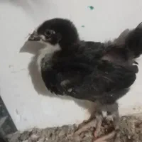 تعدادی جوجه مرغ خورموج