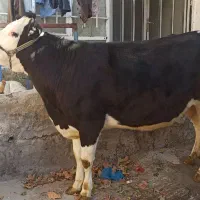 گاوسیمینتال اصیل ابستن|حیوانات مزرعه|صحنه, |دیوار