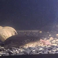 ماهی آکواریومی پلی اندی چری و نایف|ماهی|بندر انزلی, آذربایجان|دیوار