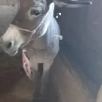 خر ماده