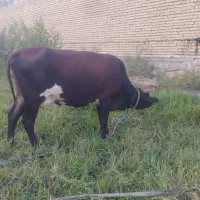 شادگان دارخوین