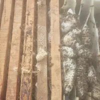 فروش عسل شان به صورت عمده و خرده..|خوردنی و آشامیدنی|مشگین شهر, |دیوار