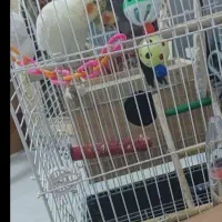 عروس هلندی نرو ماده جفت سالم