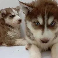 هاسکی گلد بسیار درجه یک