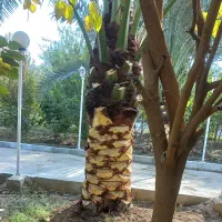 نخل|خدمات باغبانی و درختکاری|شوشتر, |دیوار