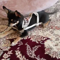 سگ شیوااوا جیبی نر ۸ ماهش وزن ۷۰۰ گرمه|سگ|اهواز, کیانپارس |دیوار