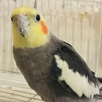 عروس هلندی نر آهویی رام و سخنگو|پرنده|ساری, |دیوار