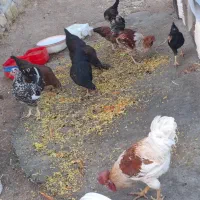 مرغا خروس محلی تخمگذار