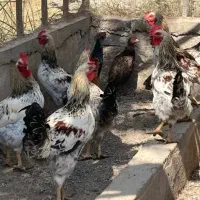 خروس محلی وزن بالا