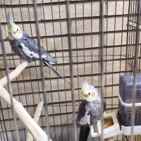 دو عدد عروس هلندی نر