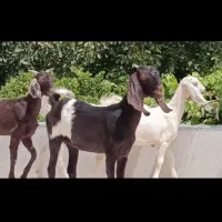 4تابزغاله پاکستانی خوشکل تخمی3ماده یک نر