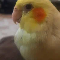عر‌‌‌‌‌‌‌وس‌‌‌‌‌‌‌ هلند‌‌‌‌ی
