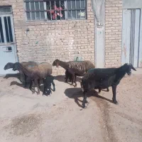 میش و بره|حیوانات مزرعه|نهاوند, |دیوار