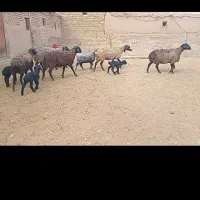 فروش ۵راس میش بره دار