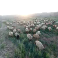 گوسفند زنده