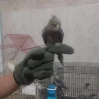 عروس هلندی دستی