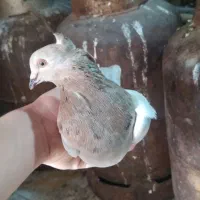 کفتر کوهی کاغذی