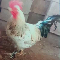 خروس پا پری