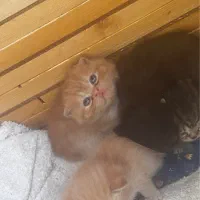 گربه اسکاتیش ،پرشین