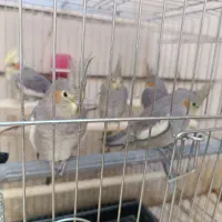 فروش ۵ عدد عروس هلندی مولد|پرنده|شهرکرد, |دیوار