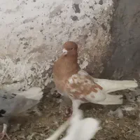 کفتر کله ای دم سفید