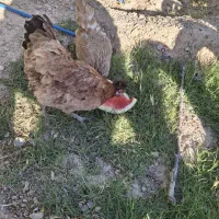 مرغ گلین تخمگذار