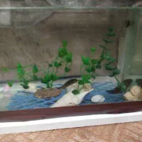 ماهی گوپی وجوئل|ماهی|قم, بنیاد|دیوار