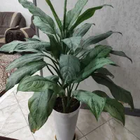 گل اگلونمای برگ پهن