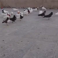 کبوترها طوقی تک پر|پرنده|لالجین, |دیوار