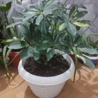 گلهای آپارتمانی