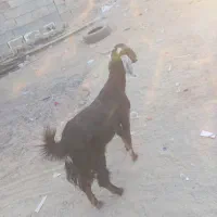 سیستان بلوچستان چابهار کمب للوه مسجد محمد رسول