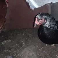 تخم لاری|حیوانات مزرعه|لاهیجان, خالو باغ|دیوار