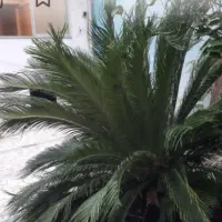 اجاره خانه ویلایی ۱۸۰متری سر فلکه گاز