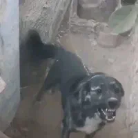 فروش سگ نگهبان