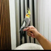 یک جفت عروس هلندی سخنگو