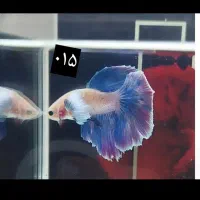 ماهی فایتر|ماهی|نسیم‌شهر, |دیوار