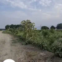 باغ انار واقع درجاته قدیم ساوه قم روستای دالستان|فروش خانه و ویلا|قم, امامزاده ابراهیم|دیوار