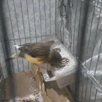 قناری ماده معامله|پرنده|فسا, |دیوار