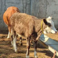 گاو و گوساله سمینتال سه راس مخصوص کشتار و داشتی|حیوانات مزرعه|قائم‌شهر, |دیوار