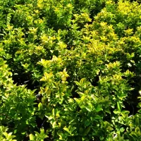 شمشاد طلایی و یاس هلندی گلدان شماره هفت