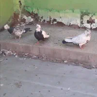 چندعددکبوتر|پرنده|ایلام, |دیوار