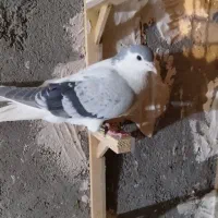 کبوتر خال راست امری پرشی قلدر