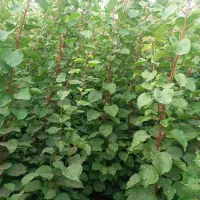 مجموعه نهالستان نصیری|خدمات باغبانی و درختکاری|خسروشاه, |دیوار