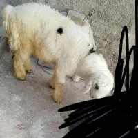 بره نره داشتی|حیوانات مزرعه|مسجد سلیمان, |دیوار