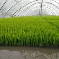 توم گرم هاشمی