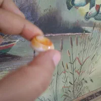 سنگ سلیمانی سه پوسته|جواهرات|بوشهر, |دیوار