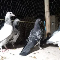 کبوتر تیدی پاکستانی